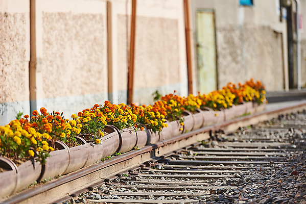 포토 JPG 주간 꽃 풍경 사람없음 야외 관광지 기찻길 가을 국내여행 군산 철길마을 경암동 국내포토 자연요소 식물 계절 여행 전라북도 파일형식