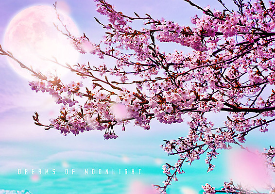 PSD 구름 편집이미지 꽃잎 분홍색 백그라운드 자연 하늘 풍경 사람없음 봄풍경 봄 벚꽃 달 화려 벚나무 낙화 카피스페이스 이미지편집 자연요소 나무 계절 꽃 컬러 컨셉 공백 생태계 파일형식