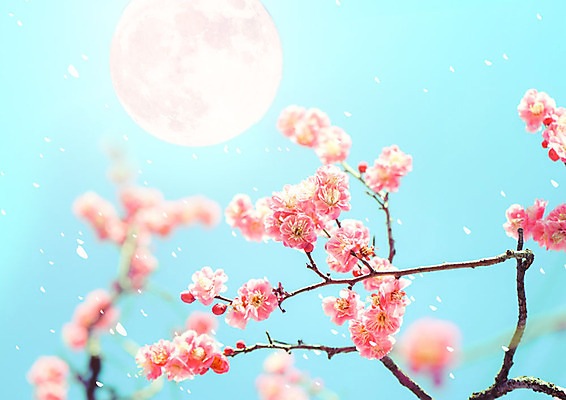 PSD 편집이미지 꽃잎 꽃 하늘색 백그라운드 자연 하늘 바람 꽃나무 풍경 사람없음 아웃포커스 봄풍경 봄 달 화려 카피스페이스 이미지편집 자연요소 나무 식물 계절 컨셉 날씨 촬영기법 파란색 공백 생태계 파일형식