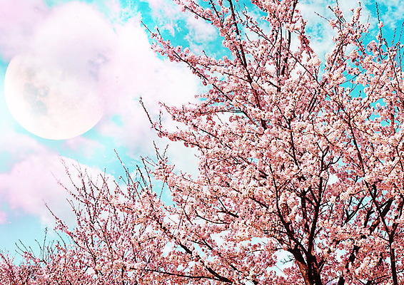 PSD 구름 편집이미지 분홍색 백그라운드 자연 하늘 풍경 사람없음 봄풍경 봄 벚꽃 달 화려 벚나무 카피스페이스 이미지편집 자연요소 나무 계절 꽃 컬러 컨셉 공백 생태계 파일형식