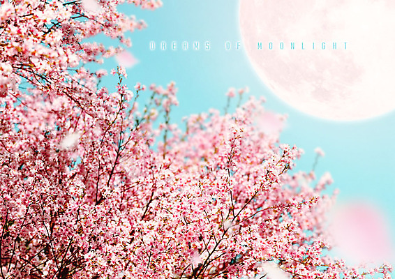 PSD 편집이미지 꽃잎 분홍색 백그라운드 자연 풍경 사람없음 봄풍경 봄 벚꽃 달 화려 벚나무 달빛 카피스페이스 이미지편집 자연요소 나무 계절 꽃 컬러 컨셉 공백 생태계 파일형식