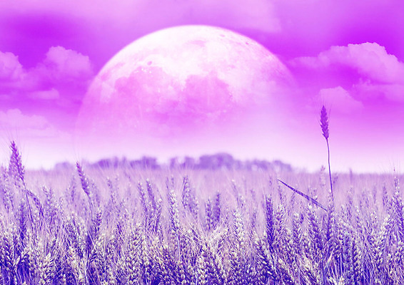 PSD 구름 편집이미지 백그라운드 꽃밭 자연 풍경 사람없음 보라색 봄 달 화려 로즈메리 카피스페이스 이미지편집 자연요소 계절 꽃 컬러 컨셉 공백 허브 생태계 파일형식