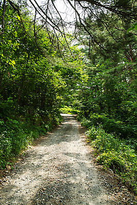 포토 JPG 주간 나무 여행 한국 풍경 사람없음 야외 여름 관광지 계곡 맑음 여름풍경 산책로 강원도 국내여행 명승지 영월 동강 전경 영월10경 어라연계곡 국내포토 자연요소 식물 계절 아시아 길 날씨 강 파일형식 탑뷰 여름_계절
