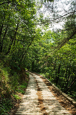 포토 JPG 주간 나무 여행 한국 풍경 사람없음 야외 여름 관광지 계곡 맑음 여름풍경 산책로 강원도 국내여행 명승지 영월 동강 전경 영월10경 어라연계곡 국내포토 자연요소 식물 계절 아시아 길 날씨 강 파일형식 탑뷰 여름_계절