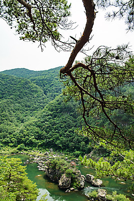 포토 JPG 주간 나무 여행 한국 풍경 사람없음 야외 여름 관광지 계곡 맑음 여름풍경 강원도 국내여행 명승지 영월 동강 전경 영월10경 어라연계곡 국내포토 자연요소 식물 계절 아시아 날씨 강 파일형식 탑뷰 여름_계절