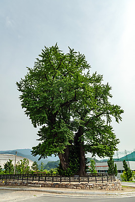 포토 JPG 주간 여행 한국 풍경 사람없음 야외 여름 관광지 맑음 여름풍경 강원도 은행나무 국내여행 명승지 영월 전경 영월하송리은행나무 국내포토 자연요소 나무 계절 아시아 날씨 파일형식 탑뷰 여름_계절