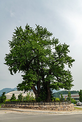 포토 JPG 주간 여행 한국 풍경 사람없음 야외 여름 관광지 맑음 여름풍경 강원도 은행나무 국내여행 명승지 영월 전경 영월하송리은행나무 국내포토 자연요소 나무 계절 아시아 날씨 파일형식 탑뷰 여름_계절