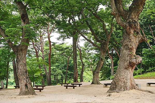 포토 JPG 주간 나무 한국전통 여행 벤치 유적지 풍경 사람없음 야외 여름 관광지 파주 파주장릉 국내포토 자연요소 식물 전통 계절 고건축 의자 한국 경기도 왕릉 파일형식