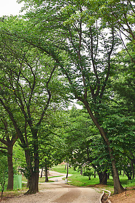 포토 JPG 주간 나무 한국전통 여행 유적지 풍경 사람없음 야외 여름 관광지 파주 파주장릉 국내포토 자연요소 식물 전통 계절 고건축 한국 경기도 왕릉 파일형식