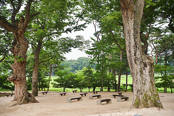 포토 JPG 주간 나무 한국전통 여행 벤치 유적지 풍경 사람없음 야외 여름 관광지 세계문화유산 문화재 역사 한국사 조선시대 인조 조선왕릉 파주 파주장릉 인열왕후 국내포토 자연요소 식물 전통 계절 고건축 의자 한국 왕 경기도 왕릉 파일형식 왕후
