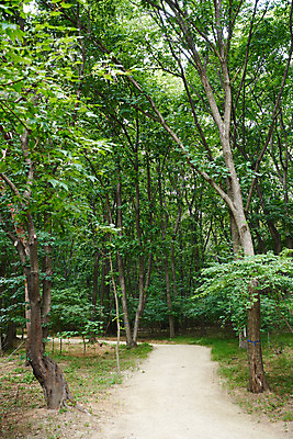 포토 JPG 주간 나무 한국전통 여행 유적지 풍경 사람없음 야외 여름 관광지 산책로 파주 파주장릉 국내포토 자연요소 식물 전통 계절 길 고건축 한국 경기도 왕릉 파일형식
