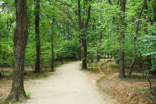 포토 JPG 주간 나무 한국전통 여행 유적지 풍경 사람없음 야외 여름 관광지 산책로 파주 파주장릉 국내포토 자연요소 식물 전통 계절 길 고건축 한국 경기도 왕릉 파일형식