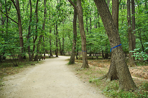 포토 JPG 주간 나무 한국전통 여행 유적지 풍경 사람없음 야외 여름 관광지 산책로 파주 파주장릉 국내포토 자연요소 식물 전통 계절 길 고건축 한국 경기도 왕릉 파일형식
