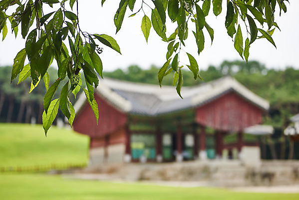 포토 JPG 주간 나무 한국전통 여행 유적지 나뭇잎 풍경 사람없음 야외 아웃포커스 여름 관광지 세계문화유산 문화재 역사 한국사 조선시대 인조 정자각 조선왕릉 파주 파주장릉 인열왕후 국내포토 자연요소 식물 전통 계절 고건축 잎 한국 촬영기법 왕 경기도 왕릉 파일형식 왕후