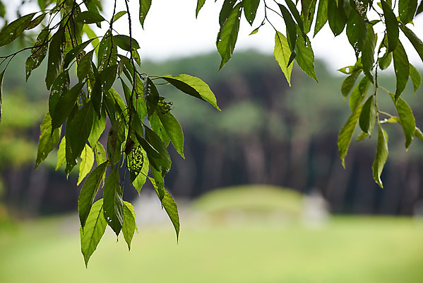 포토 JPG 주간 나무 한국전통 여행 유적지 나뭇잎 풍경 사람없음 야외 아웃포커스 여름 관광지 세계문화유산 문화재 역사 한국사 조선시대 인조 조선왕릉 파주 능침 파주장릉 인열왕후 국내포토 자연요소 식물 전통 계절 고건축 잎 한국 촬영기법 왕 경기도 왕릉 파일형식 왕후