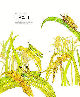PSD 곤충 여러마리 일러스트 자연 수채화 풍경 사람없음 컬러풀 벼 생태계 메뚜기 국내일러스트 동물 컬러 다수 곡류 파일형식