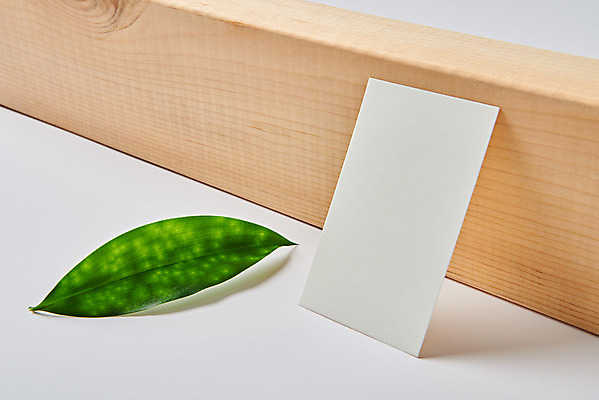 포토 JPG 스튜디오촬영 잎 명함 재질 나뭇잎 프레임 실내 사람없음 한개 사무용품 공백 흰색 오브젝트 흰배경 디자인소스 목업 카피스페이스 편집소스 국내포토 식물 1 컬러 백그라운드 문구용품 내부 파일형식