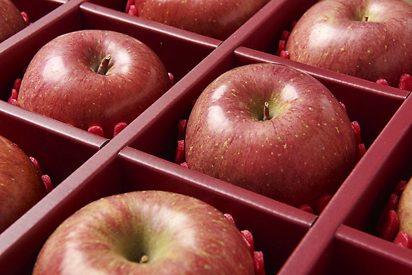 포토 JPG 스튜디오촬영 과일 실내 누끼 근접촬영 사람없음 여러개 신선 달콤 사과 오브젝트 흰배경 선물세트 사과박스 명절선물 국내포토 명절 뷰포인트 다수 백그라운드 선물 내부 상자 흰색 맛 파일형식