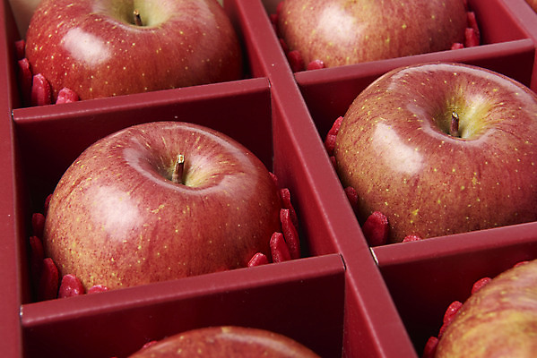 포토 JPG 스튜디오촬영 과일 실내 누끼 근접촬영 사람없음 여러개 신선 달콤 사과 오브젝트 흰배경 선물세트 사과박스 명절선물 국내포토 명절 뷰포인트 다수 백그라운드 선물 내부 상자 흰색 맛 파일형식