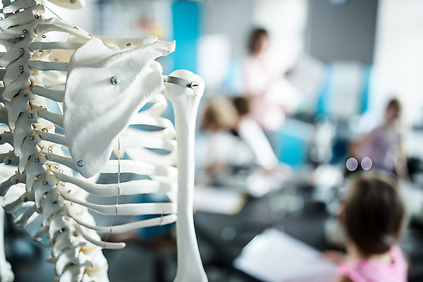 포토 JPG 교육 과학 교실 뼈 실내 사람없음 체험학습 체험 박물관 체코 해골모형 국내포토 유럽 컨셉 학교 내부 모형 파일형식