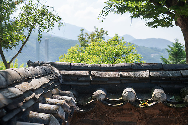 포토 JPG 주간 나무 한국전통 여행 유적지 풍경 사람없음 야외 여름 관광지 세계문화유산 문화재 역사 한국사 제천 기와담장 청풍문화재단지 제천10경 청풍황석리고가 국내포토 자연요소 식물 전통 계절 고건축 한옥 한국 기와 담장 충청북도 파일형식