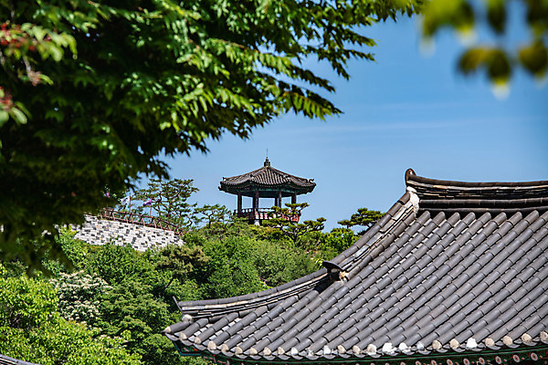 포토 JPG 주간 나무 한국전통 여행 유적지 하늘 나뭇잎 풍경 사람없음 야외 아웃포커스 여름 관광지 세계문화유산 문화재 역사 한국사 제천 청풍문화재단지 제천10경 망월루 한벽루 국내포토 자연요소 식물 전통 계절 고건축 잎 한국 촬영기법 정자_건축물 충청북도 파일형식