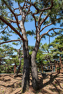 포토 JPG 주간 나무 한국전통 여행 유적지 풍경 사람없음 야외 여름 관광지 세계문화유산 문화재 역사 한국사 제천 청풍문화재단지 제천10경 연리지 국내포토 자연요소 식물 전통 계절 고건축 한국 충청북도 파일형식
