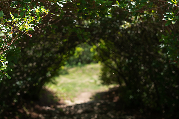 포토 JPG 주간 한국전통 여행 유적지 풍경 근접촬영 사람없음 야외 아웃포커스 여름 관광지 세계문화유산 문화재 역사 한국사 제천 청풍문화재단지 제천10경 국내포토 자연요소 전통 계절 뷰포인트 고건축 한국 촬영기법 충청북도 파일형식