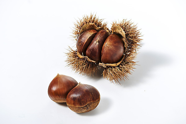 포토 JPG 스튜디오촬영 웰빙 실내 건강 사람없음 여러개 견과류 밤 밤송이 오브젝트 흰배경 정월대보름 부럼 웰빙음식 슈퍼푸드 국내포토 명절 다수 백그라운드 내부 흰색 밤_견과류 건강식품 건강식 파일형식