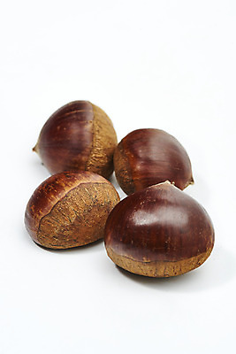 포토 JPG 스튜디오촬영 웰빙 실내 건강 사람없음 여러개 견과류 밤 오브젝트 흰배경 정월대보름 부럼 웰빙음식 슈퍼푸드 국내포토 명절 다수 백그라운드 내부 흰색 건강식품 건강식 파일형식