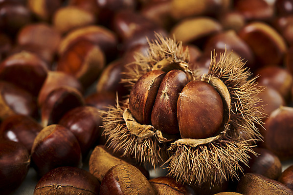 포토 JPG 스튜디오촬영 웰빙 실내 건강 근접촬영 사람없음 여러개 견과류 밤 밤송이 오브젝트 정월대보름 부럼 웰빙음식 슈퍼푸드 국내포토 명절 뷰포인트 다수 내부 밤_견과류 건강식품 건강식 파일형식