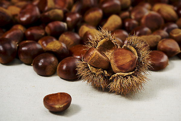 포토 JPG 스튜디오촬영 웰빙 실내 건강 사람없음 여러개 견과류 밤 밤송이 오브젝트 정월대보름 부럼 웰빙음식 슈퍼푸드 나무배경 국내포토 명절 다수 백그라운드 내부 밤_견과류 건강식품 건강식 파일형식