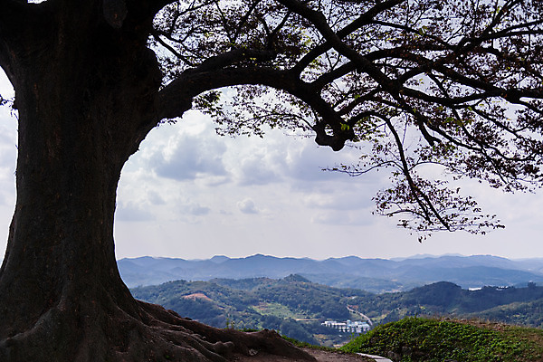 포토 JPG 주간 나무 구름 한국전통 여행 유적지 하늘 풍경 사람없음 야외 관광지 세계문화유산 문화재 가을 역사 한국사 부여 가림산성 성흥산 부여사랑나무 국내포토 자연요소 식물 전통 계절 고건축 산 한국 충청남도 산성 파일형식