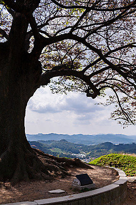 포토 JPG 주간 나무 구름 한국전통 여행 유적지 하늘 풍경 사람없음 야외 관광지 세계문화유산 문화재 가을 역사 한국사 부여 가림산성 성흥산 부여사랑나무 국내포토 자연요소 식물 전통 계절 고건축 산 한국 충청남도 산성 파일형식