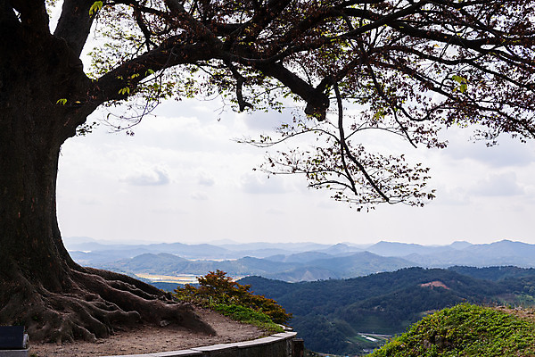 포토 JPG 주간 나무 구름 한국전통 여행 유적지 하늘 풍경 사람없음 야외 관광지 세계문화유산 문화재 가을 역사 한국사 부여 가림산성 성흥산 부여사랑나무 국내포토 자연요소 식물 전통 계절 고건축 산 한국 충청남도 산성 파일형식