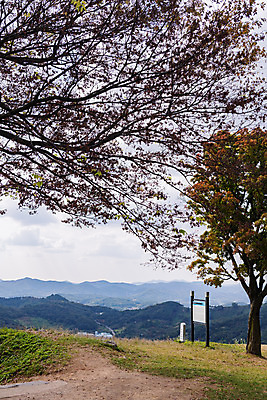 포토 JPG 주간 나무 구름 한국전통 여행 유적지 하늘 풍경 사람없음 야외 관광지 세계문화유산 문화재 가을 역사 한국사 부여 가림산성 성흥산 부여사랑나무 국내포토 자연요소 식물 전통 계절 고건축 산 한국 충청남도 산성 파일형식