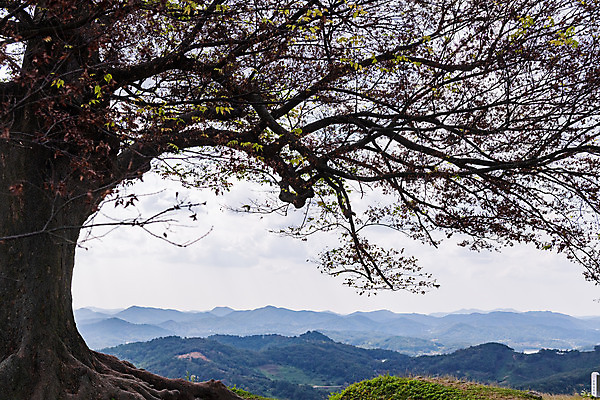 포토 JPG 주간 나무 구름 한국전통 여행 유적지 하늘 풍경 사람없음 야외 관광지 세계문화유산 문화재 가을 역사 한국사 부여 가림산성 성흥산 부여사랑나무 국내포토 자연요소 식물 전통 계절 고건축 산 한국 충청남도 산성 파일형식