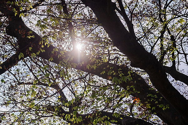 포토 JPG 주간 나무 한국전통 로우앵글 여행 유적지 풍경 사람없음 야외 관광지 햇빛 세계문화유산 문화재 가을 역사 한국사 부여 가림산성 성흥산 부여사랑나무 국내포토 자연요소 식물 전통 계절 뷰포인트 고건축 산 한국 태양 충청남도 산성 파일형식