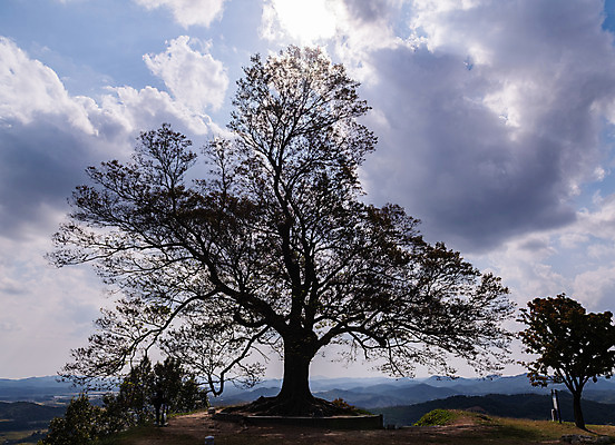 포토 JPG 주간 나무 구름 한국전통 여행 유적지 하늘 풍경 사람없음 야외 관광지 햇빛 세계문화유산 문화재 가을 역사 한국사 부여 가림산성 성흥산 부여사랑나무 국내포토 자연요소 식물 전통 계절 고건축 산 한국 태양 충청남도 산성 파일형식