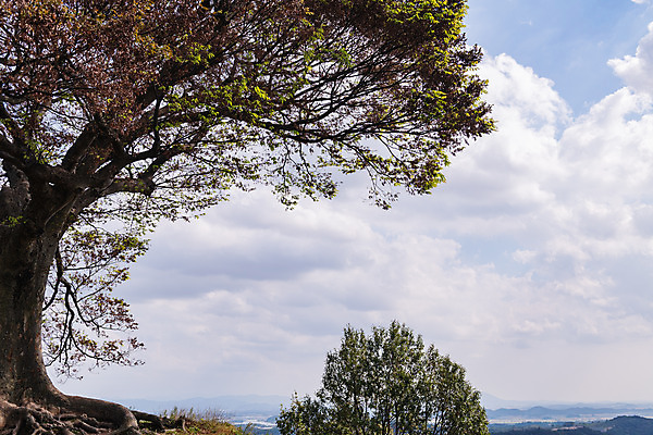 포토 JPG 주간 나무 구름 한국전통 여행 유적지 하늘 풍경 사람없음 야외 관광지 세계문화유산 문화재 가을 역사 한국사 부여 가림산성 성흥산 부여사랑나무 국내포토 자연요소 식물 전통 계절 고건축 산 한국 충청남도 산성 파일형식