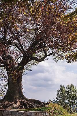 포토 JPG 주간 나무 구름 한국전통 여행 유적지 하늘 풍경 사람없음 야외 관광지 세계문화유산 문화재 가을 역사 한국사 부여 가림산성 성흥산 부여사랑나무 국내포토 자연요소 식물 전통 계절 고건축 산 한국 충청남도 산성 파일형식