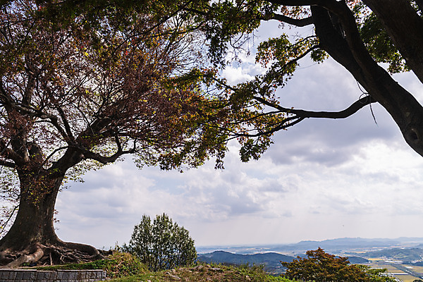 포토 JPG 주간 나무 구름 한국전통 여행 유적지 하늘 풍경 사람없음 야외 관광지 세계문화유산 문화재 가을 역사 한국사 부여 가림산성 성흥산 부여사랑나무 국내포토 자연요소 식물 전통 계절 고건축 산 한국 충청남도 산성 파일형식