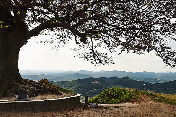 포토 JPG 주간 나무 구름 한국전통 여행 유적지 하늘 풍경 사람없음 야외 관광지 세계문화유산 문화재 가을 역사 한국사 부여 가림산성 성흥산 부여사랑나무 국내포토 자연요소 식물 전통 계절 고건축 산 한국 충청남도 산성 파일형식
