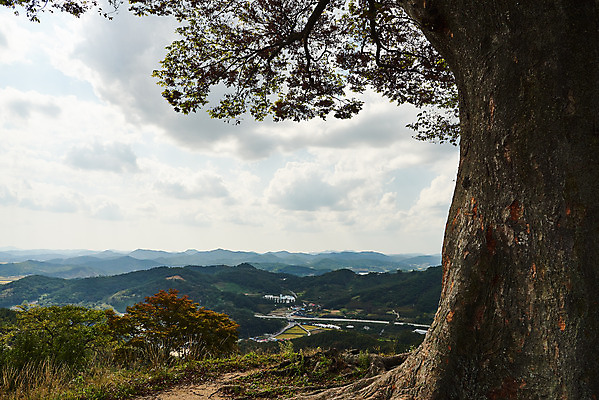 포토 JPG 주간 나무 구름 한국전통 여행 유적지 하늘 풍경 사람없음 야외 관광지 세계문화유산 문화재 가을 역사 한국사 느티나무 부여 가림산성 성흥산 국내포토 자연요소 식물 전통 계절 고건축 산 한국 충청남도 산성 파일형식