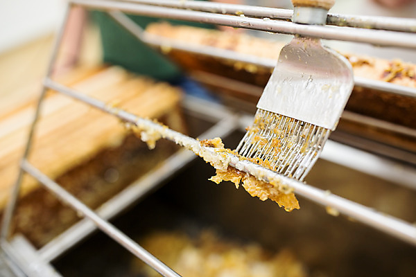 포토 JPG 농업 실내 사람없음 꿀벌 체코 꿀 꿀채취 벌꿀 양봉 양봉업 국내포토 유럽 산업 내부 벌_곤충 수집 파일형식