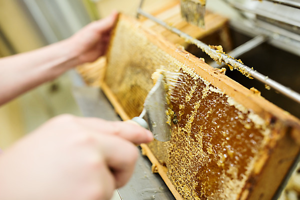 포토 JPG 손 노년 남자 농업 실내 한명 사람 신체부위 꿀벌 70대 체코 꿀 벌집 꿀채취 벌꿀 양봉 양봉업 노인남자한명만 긁기 국내포토 1 유럽 산업 모션 성인 내부 벌_곤충 수집 남자한명만 노인남자만 파일형식
