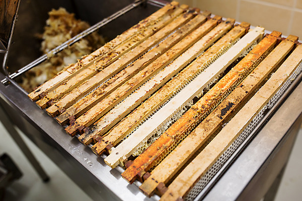 포토 JPG 농업 실내 사람없음 꿀벌 체코 꿀 벌집 꿀채취 벌꿀 양봉 양봉업 국내포토 유럽 산업 내부 벌_곤충 수집 파일형식