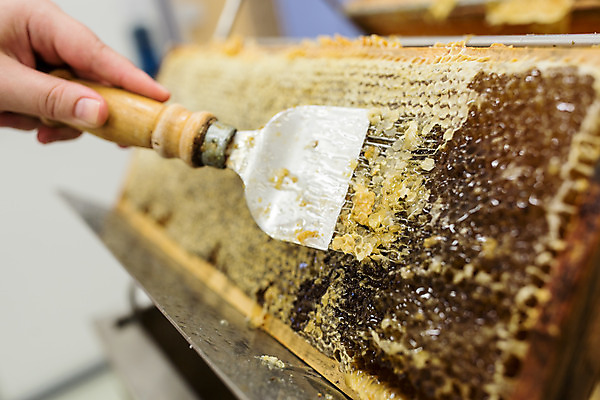 포토 JPG 서양인 외국인 손 노년 남자 농업 실내 한명 사람 신체부위 꿀벌 70대 체코 꿀 꿀채취 벌꿀 양봉 양봉업 노인남자한명만 긁기 국내포토 1 유럽 산업 모션 인종 성인 내부 벌_곤충 수집 남자한명만 노인남자만 파일형식