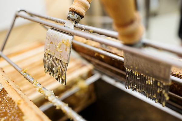 포토 JPG 농업 실내 사람없음 꿀벌 체코 꿀 꿀채취 벌꿀 양봉 양봉업 국내포토 유럽 산업 내부 벌_곤충 수집 파일형식