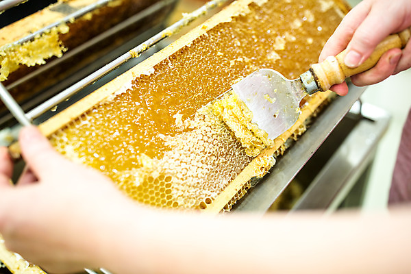 포토 JPG 서양인 외국인 손 여자 40대 중년 농업 실내 한명 사람 꿀벌 체코 꿀 벌집 벌꿀 양봉 양봉업 중년여자한명만 긁기 국내포토 1 유럽 산업 모션 인종 성인 내부 신체부위 벌_곤충 여자한명만 중년여자만 파일형식